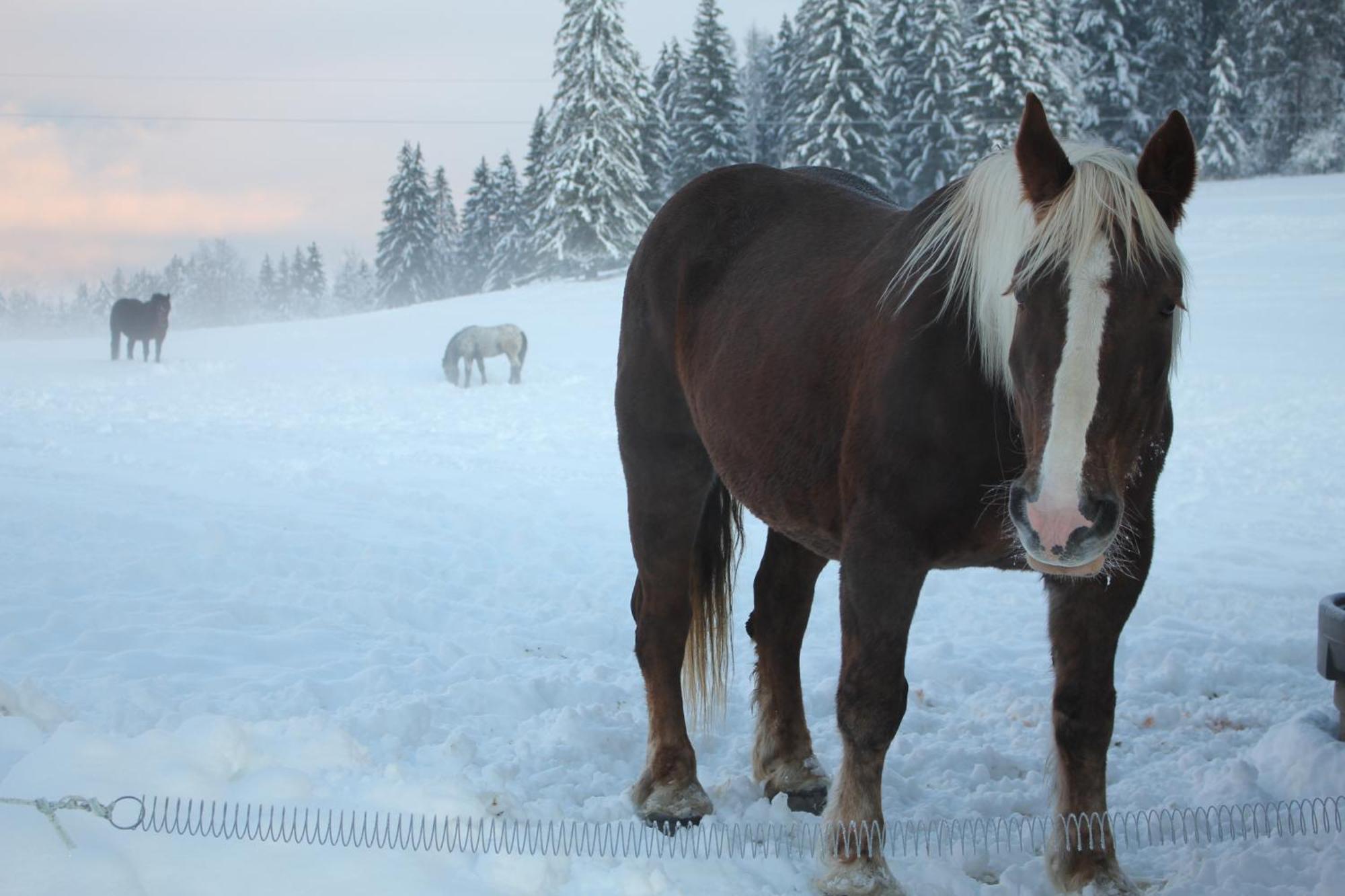 Urlaub Am Bio-Bauernhof Liebchen Villa Zeutschach ภายนอก รูปภาพ